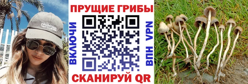 где можно купить наркотик  Назарово  KRAKEN ТОР  Галлюциногенные грибы мицелий 